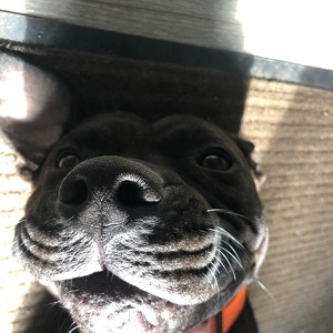 Fundraising Page: Megan Puccini